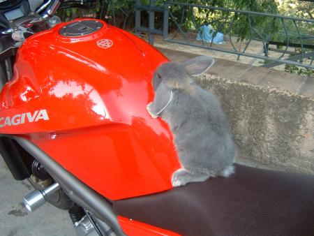 Priss