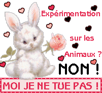 Non aux expérimentations sur les animaux