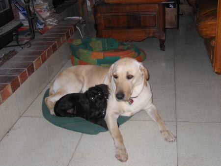 Bisou et Balto :