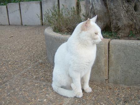 Lilou